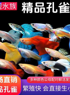 孔雀鱼小型热带鱼孔雀鱼热带鱼