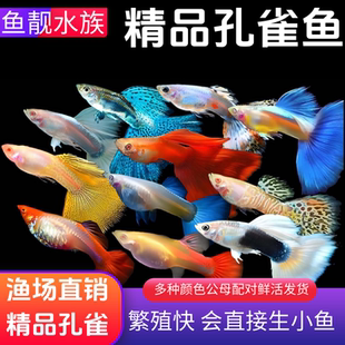 上海鱼靓孔雀鱼小型鱼热带鱼观赏鱼花老虎红眼火炬象牙白巴西红扇