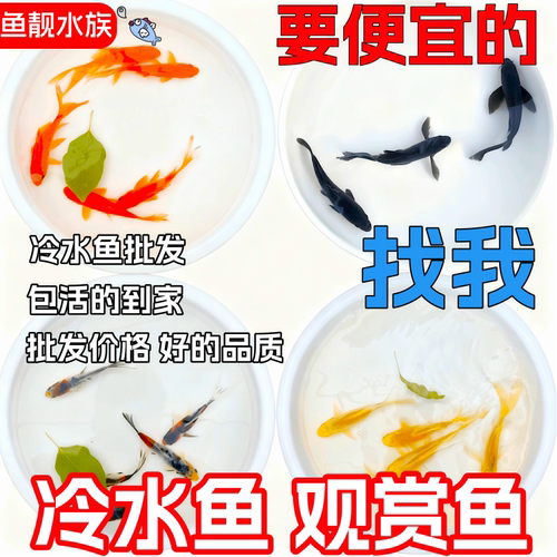 冷水鱼观赏鱼红草鱼金鱼锦鲤批发