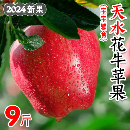 天水花牛苹果9斤甘肃宝宝刮果泥