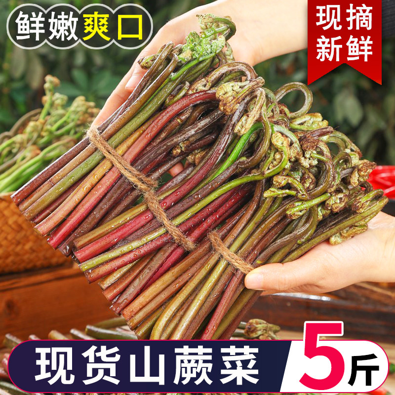 蕨菜新鲜野生蕨苔当季蔬菜当天现摘现发凉拌下饭菜鲜撅菜贵州特产