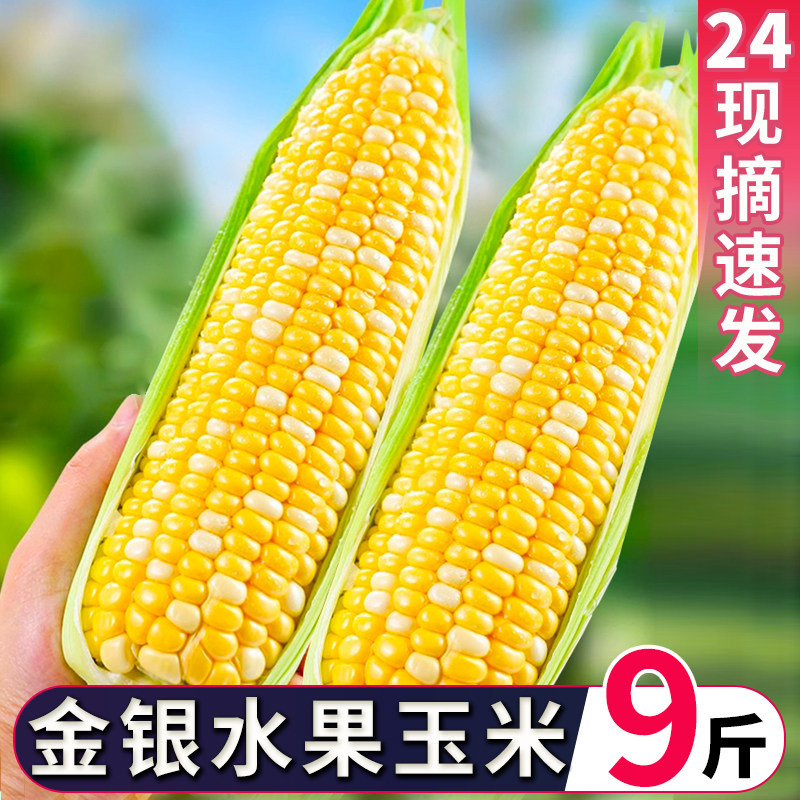 云南金银水果玉米新鲜现摘嫩玉米孕妇低脂玉米棒子代餐甜玉米蔬菜