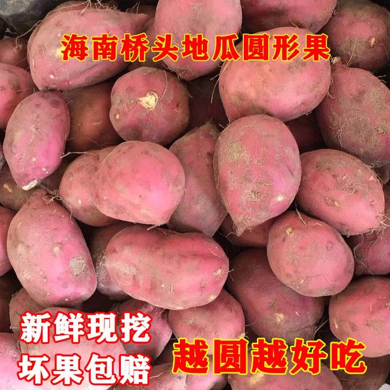 圆型果粉糯香甜无丝轻食早晚餐海南桥头富硒地瓜沙地板栗红薯