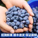 新鲜水果现摘顺丰速发整箱 云南怡颗莓蓝莓鲜果山地高原莓当季