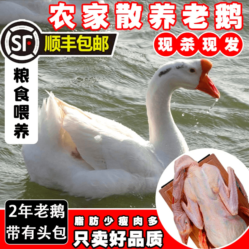 农场散养老鹅带头包土鹅肉大白鹅整只现杀新鲜放养大鹅铁锅炖大鹅