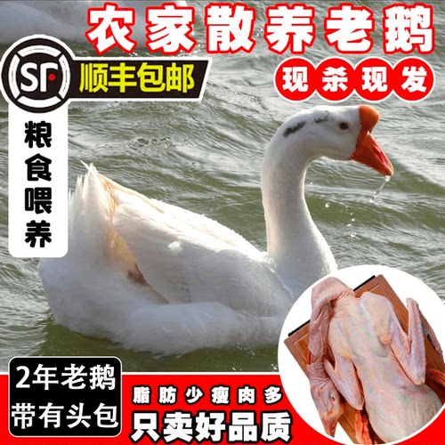 农场散养老鹅带头包土鹅肉大白鹅整只现杀新鲜放养大鹅铁锅炖大鹅
