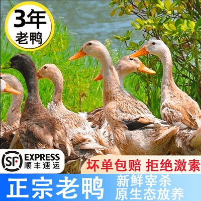 老鸭正宗老鸭子整鸭新鲜散养老土鸭农家散养水鸭麻鸭肉现杀生鲜