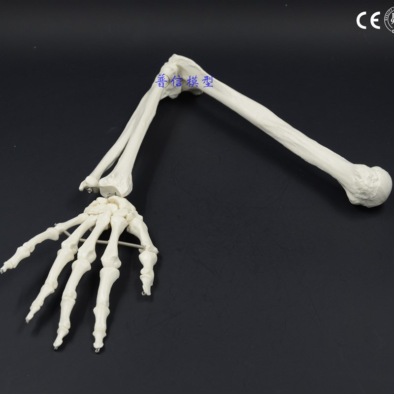 人体骨骼上肢i骨成人手臂肱骨尺桡骨1比1手骨模型可弯曲