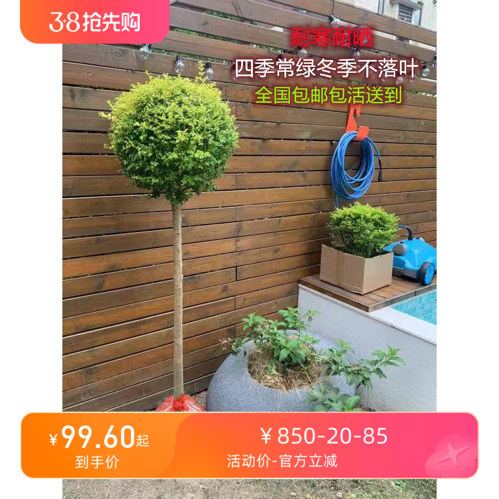 绿植户外耐寒耐晒亮晶女贞蜡树C亮金女贞金叶女贞柠檬之光棒棒