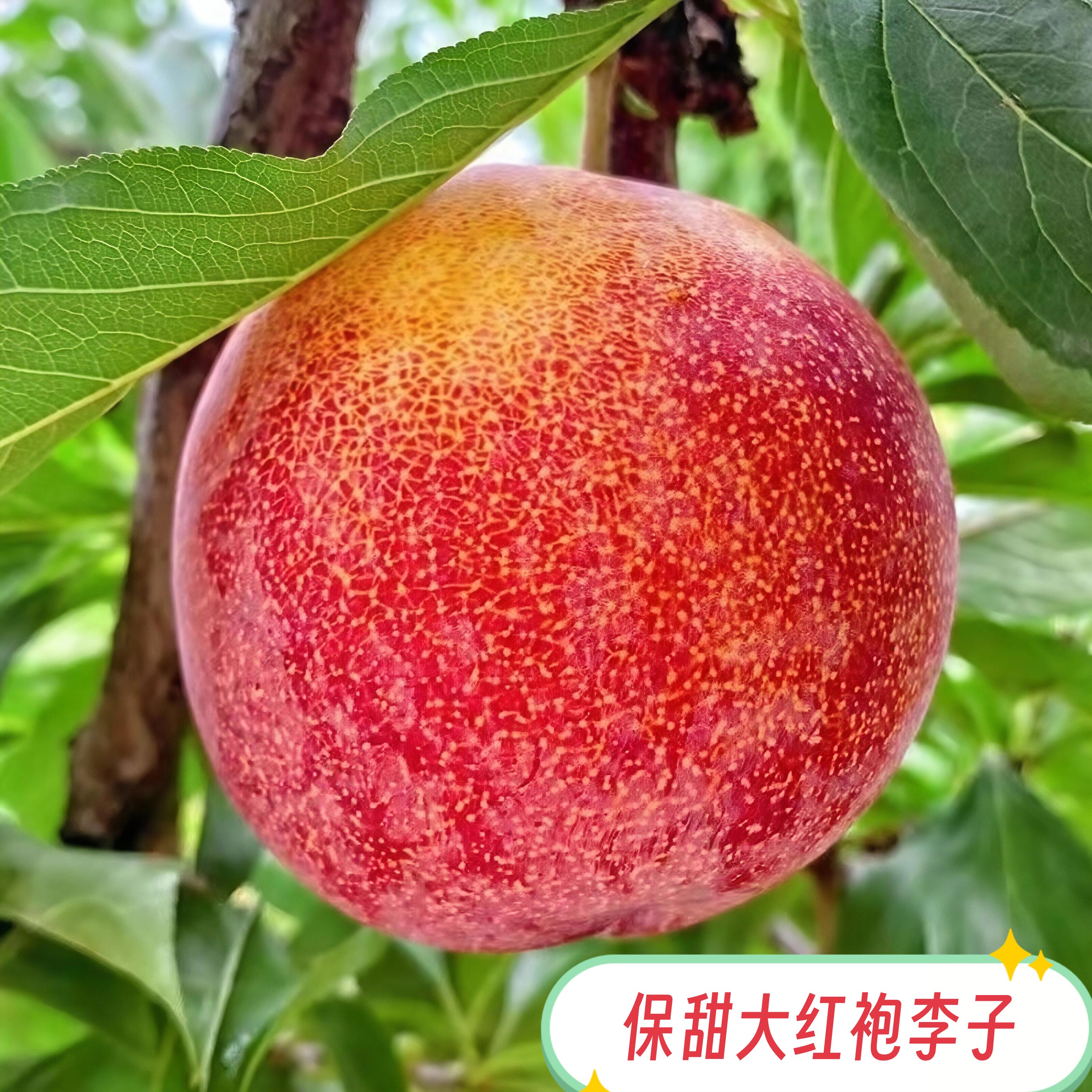 新鲜好吃大红袍李子离核大甜李子