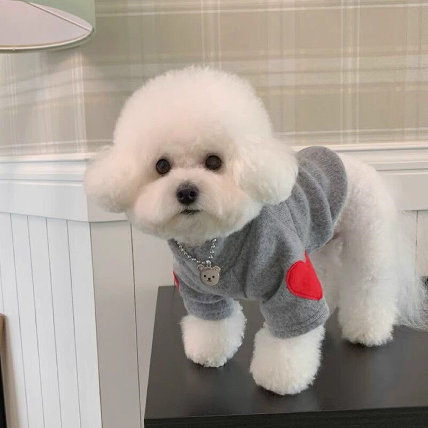 秋季狗狗爱心保暖卫衣宠物衣服泰迪比熊博美小型犬猫猫咪打底幼猫