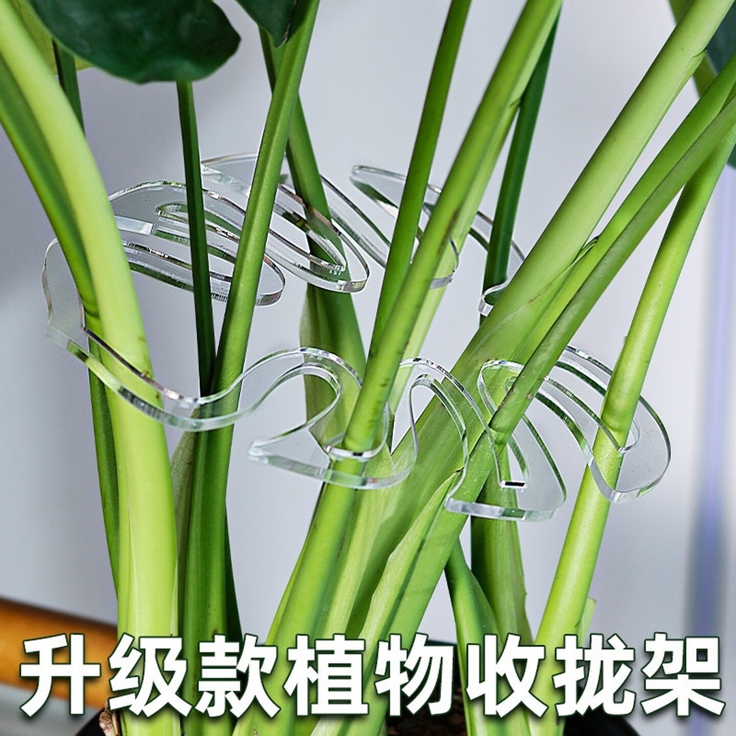 蟹爪兰室内防倒伏植物支撑架支撑环龟背竹夹绑带定型植物支撑杆子