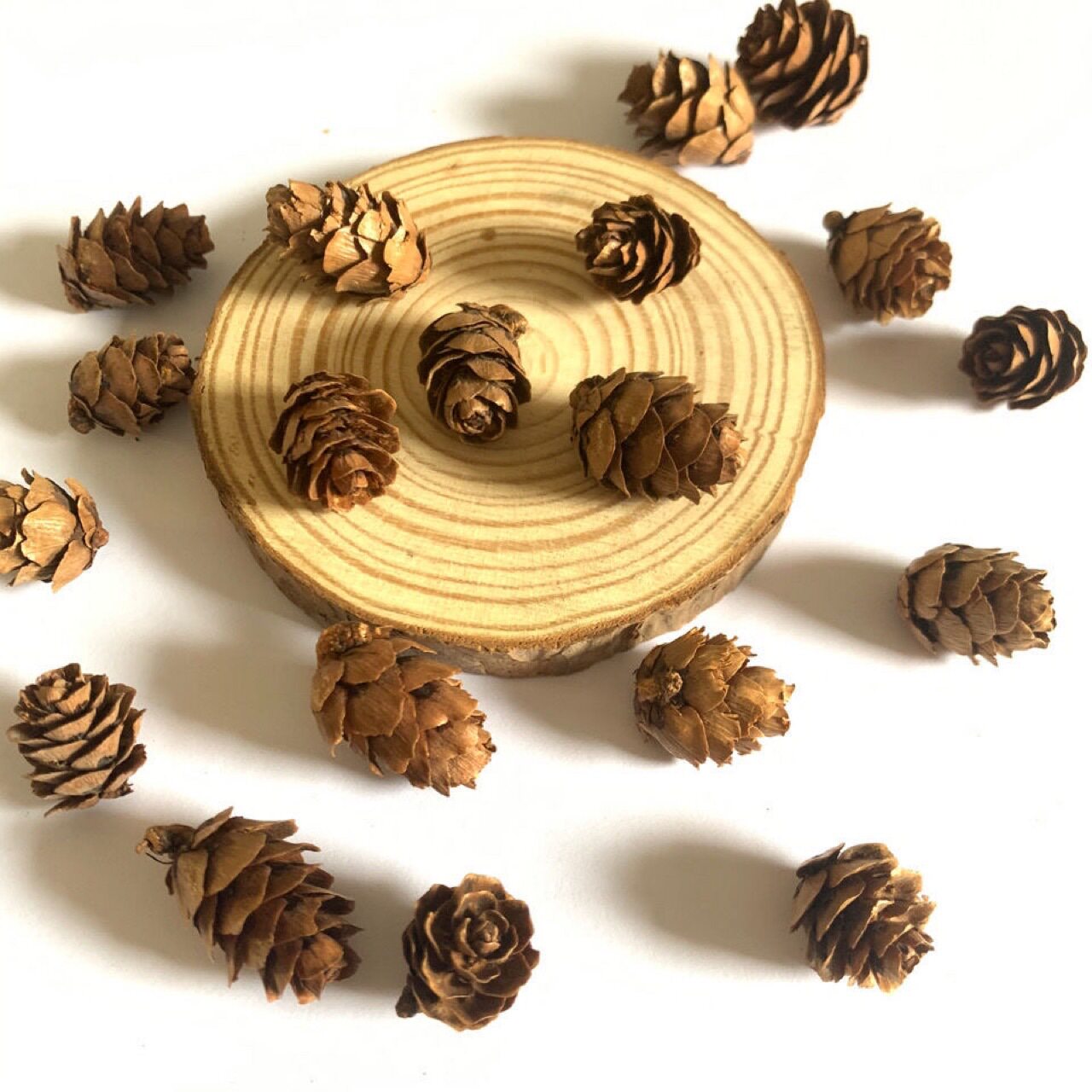 小松花小落叶松微景观松塔松果干花小松果圣诞装饰迷你款1一2.5㎝