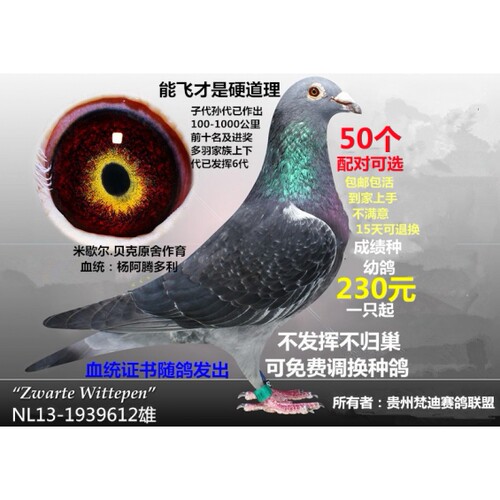 种鸽子信鸽子活体幼特比成绩赛鸽