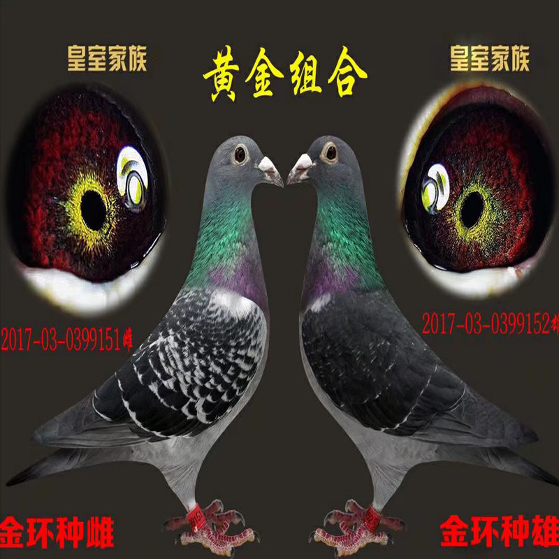 信鸽 成绩鸽 公棚鸽 名家鸽 血统鸽3