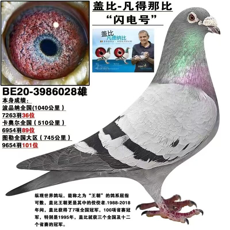 信鸽赛鸽种鸽成绩鸽血统比利时