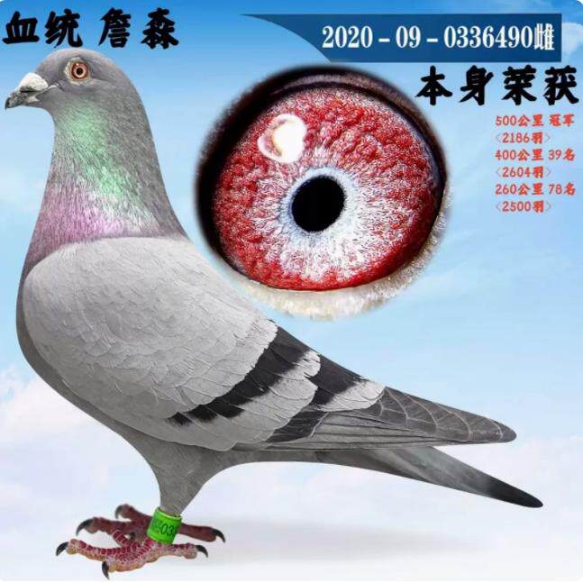 鸽子活体信鸽成绩鸽公棚特比天落鸟幼鸽种鸽观赏鸽赛鸽杨阿腾吴淞