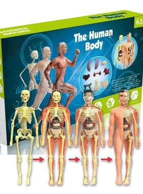 3d Human Body Torso Model for Kid Anatomy Model Skeleton Ana