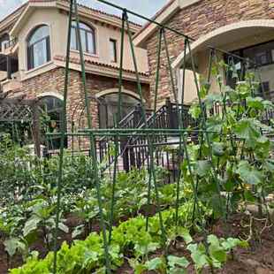 文竹支撑架网红爬藤花架园艺支架包塑钢管不锈钢葡萄黄瓜种菜架子