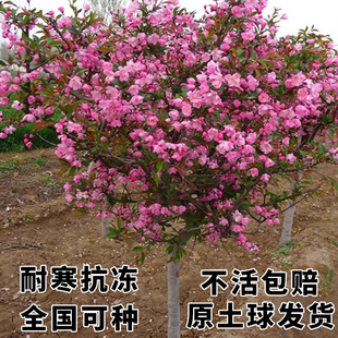 高杆海棠树苗西府垂丝北美海棠苗绚丽海棠大树阳台庭院绿化风景树