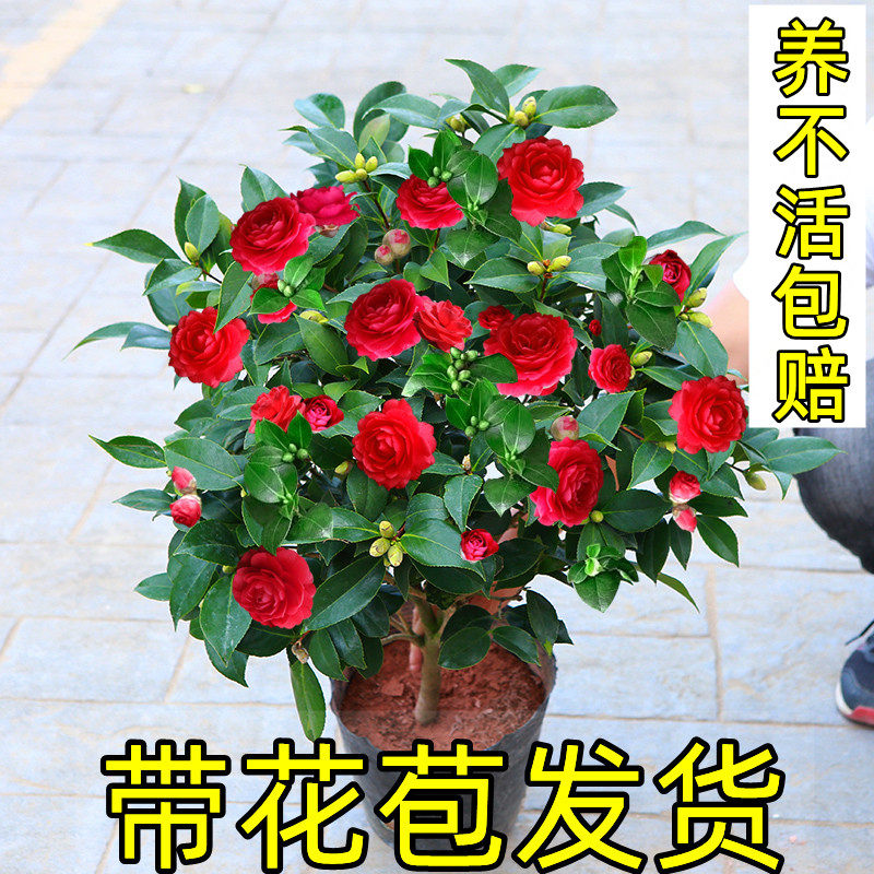 山茶花盆栽香妃五色赤丹克瑞墨大牡丹大花十八学士带花苞名贵树苗