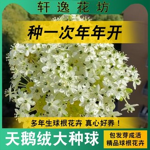 天鹅绒种球伯利恒之星虎眼万年青耐寒多年生阳台庭院浓香型大花卉