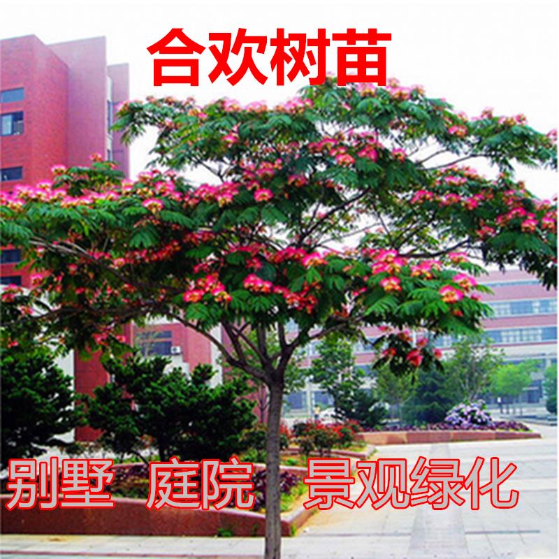 合欢树苗芙蓉树苗绒花树银叶金合欢花树苗树木庭院南北方种植盆栽