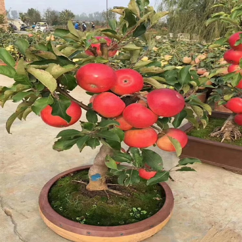 南方种植矮化盆栽包成活苹果树苗