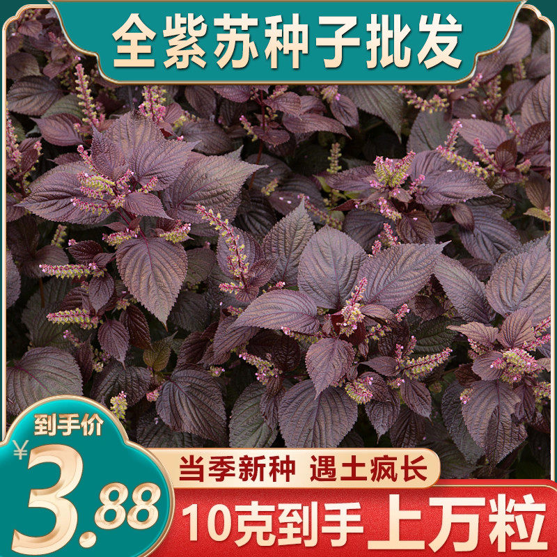 紫苏子种籽大叶紫苏种子紫苏籽可食用药用盆栽苗蔬菜籽大全四季种