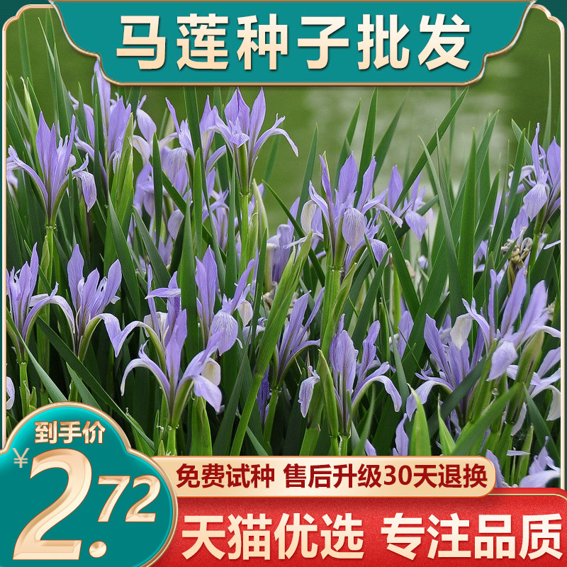 马莲籽花种子马蔺马莲种马兰花种子庭院耐旱耐寒简单草种籽蝴蝶兰