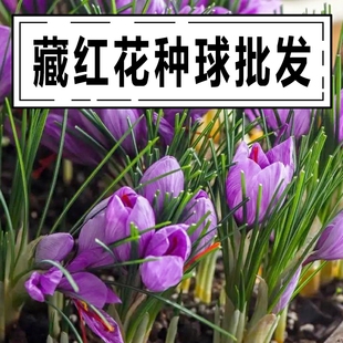 藏红花种球藏红花苗种子种籽盆栽可食用散装西红花苗耐寒耐冻花卉