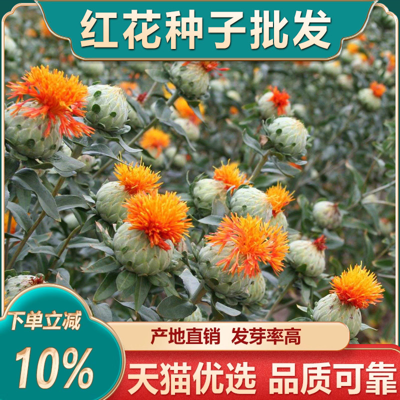 中药材红花种子云南无刺红花籽种大花高产食用四季盆栽500克