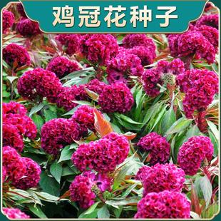 鸡冠花花籽白色红色盆栽花苗花籽花卉阳台种植鸡冠花种子园林绿化
