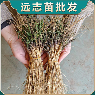 新鲜采挖远志苗正品保证各种中药材种植苗基地直发百药园建设学校