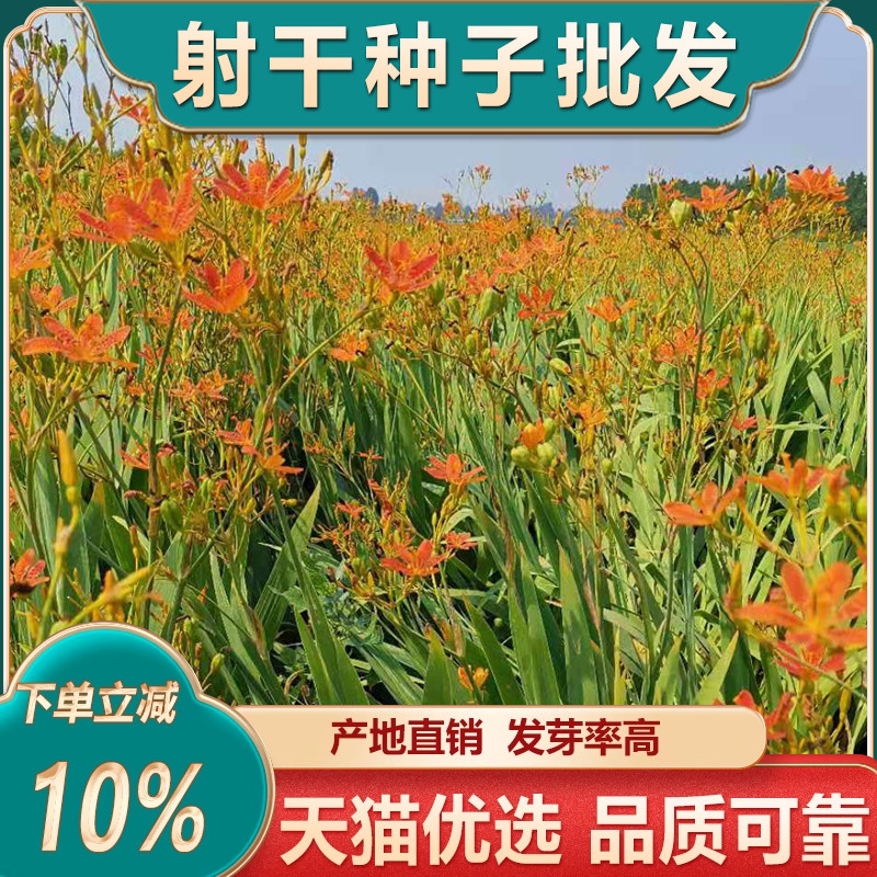 中药材射干种子适应性强旱地种植耐旱耐寒四季种植可套作林下种植