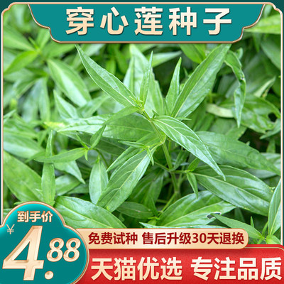 夏季穿心莲种子四季种植盆栽