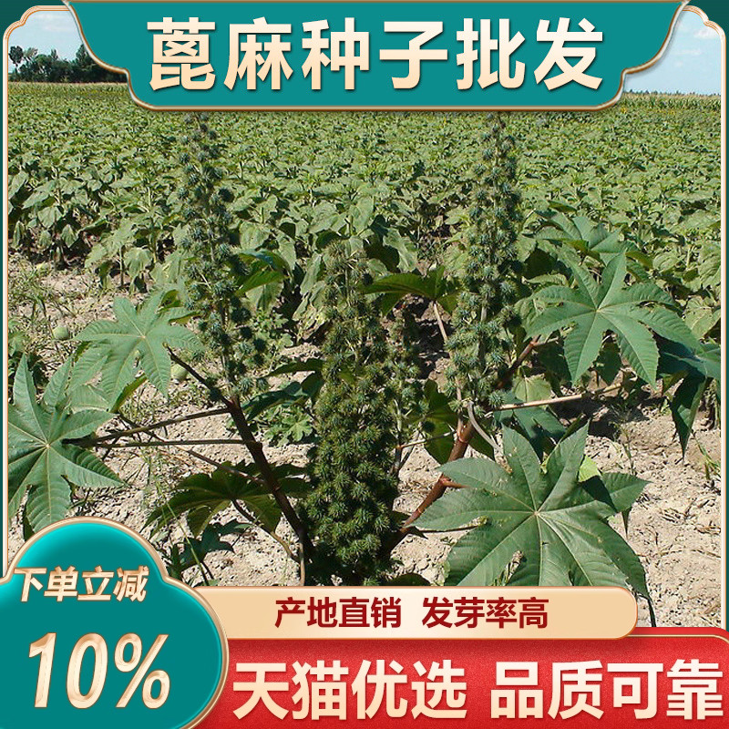 蓖麻种子手工挑拣蓖麻籽新鲜中药材蓖麻子树根大粒红蓖麻种籽油