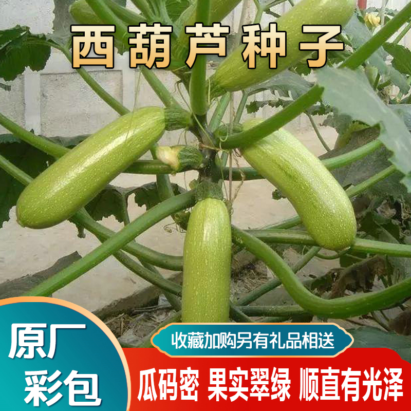 西葫芦种子占瓜花草瓜西葫芦籽水果蔬菜籽阳台种菜蔬菜种子籽