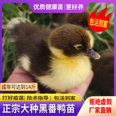 正宗大种黑番鸭苗鸭活苗红头鸭西洋鸭腾鸭白番鸭产蛋鸭包活到家
