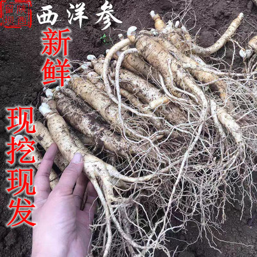 2026汉中留坝新鲜西洋参