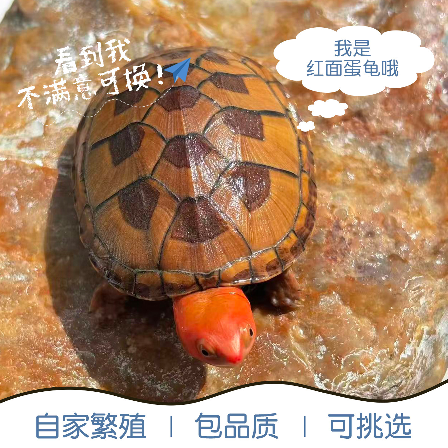 红面蛋龟进口乌龟宠物龟观赏活体乌龟深水龟发色招财乌龟新手好养