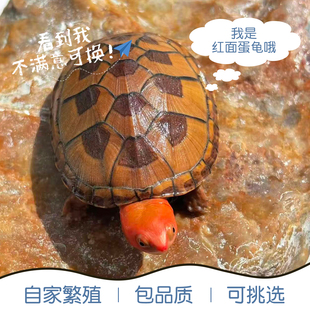 红面蛋龟进口乌龟宠物龟观赏活体乌龟深水龟发色招财乌龟新手好养
