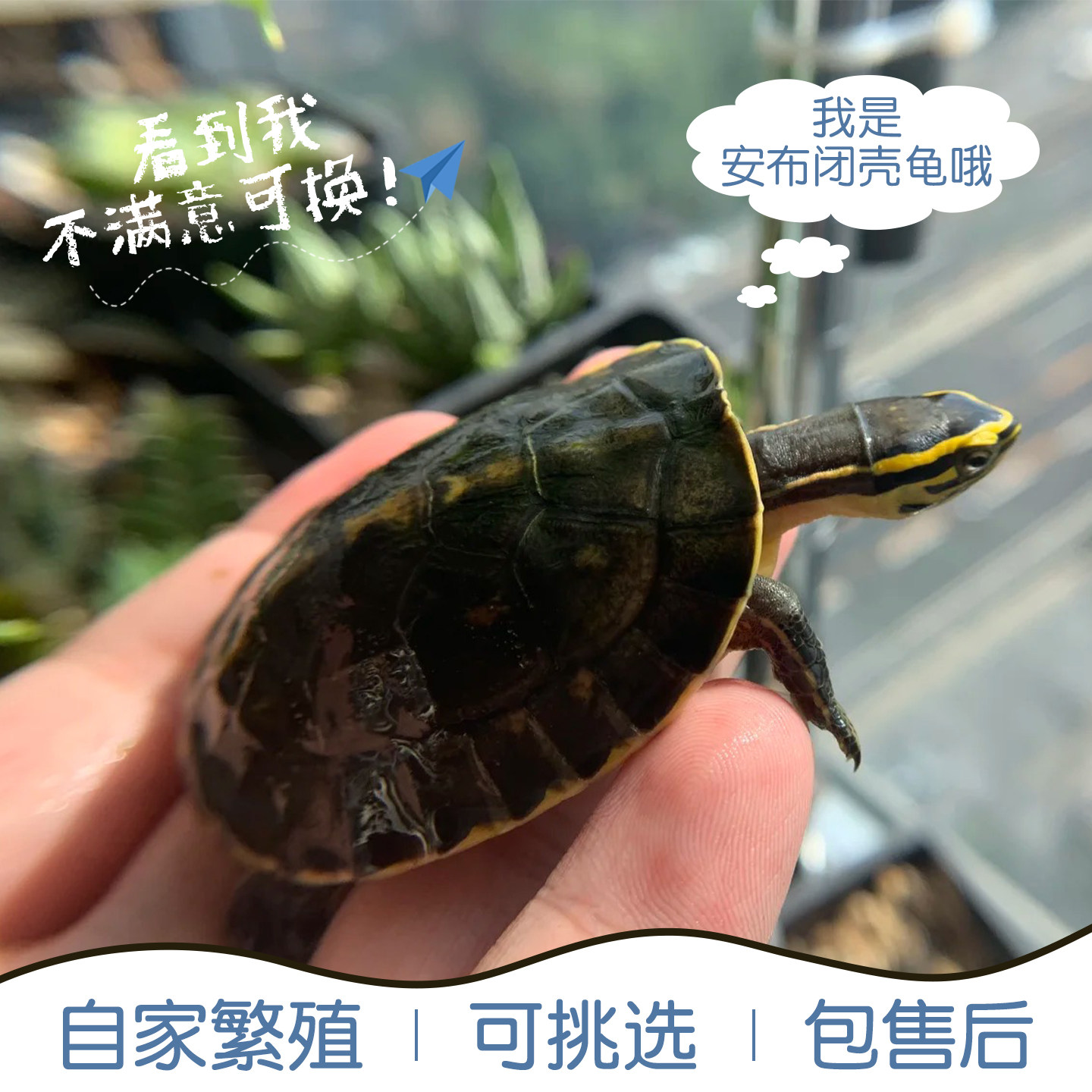 安布闭壳龟线安布龟黄缘闭壳龟安布苗安缘龟宠物龟纯半水龟小乌龟,宠物/宠物食品及用品,龟/鳖,淘宝优惠券,粉丝福利购,淘宝优惠卷