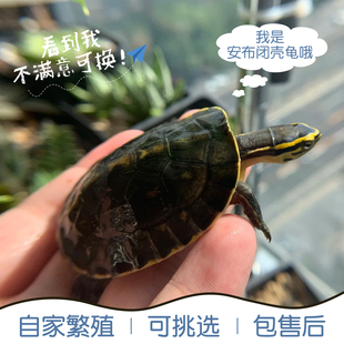 安布闭壳龟线安布龟黄缘闭壳龟安布苗安缘龟宠物龟纯半水龟小乌龟