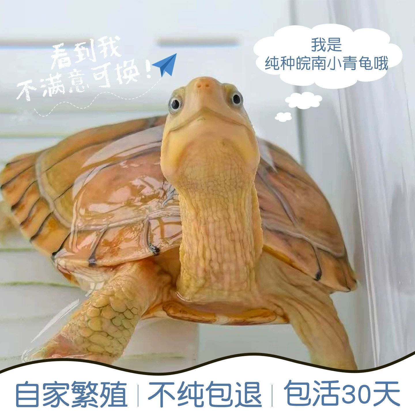 纯种小青龟黄喉拟水龟三黄龟皖南金钱龟活物宠物活体招财小青可选