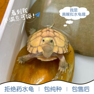 小青皖南龟黄喉拟水乌龟活物南石金钱龟苗观赏纯种活体缘三黄活体