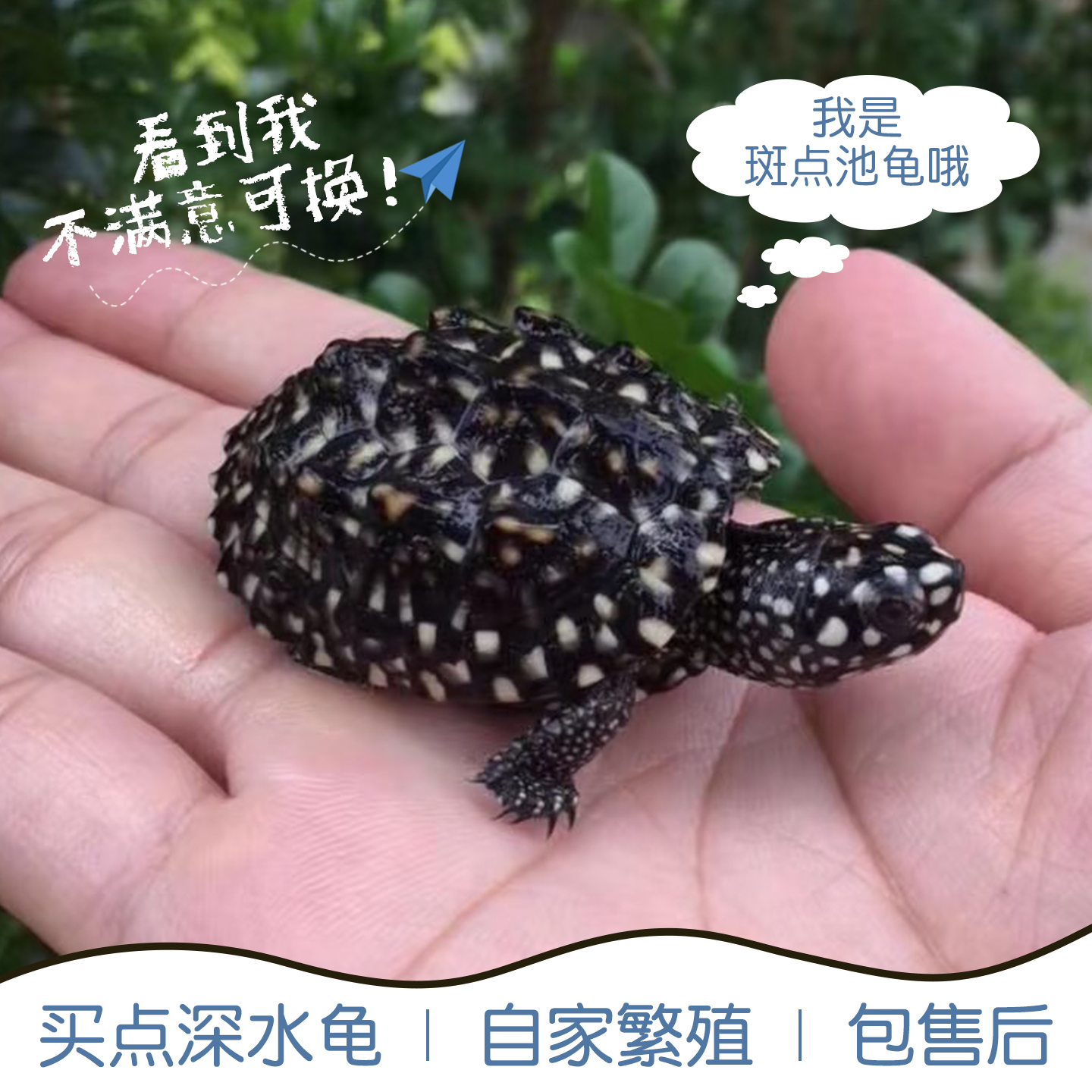 斑点龟苗满天星深水龟黄头侧颈