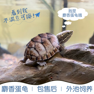 外塘冷水麝香龟苗入门蛋龟深水龟小乌龟活体物公母麝香观赏乌龟