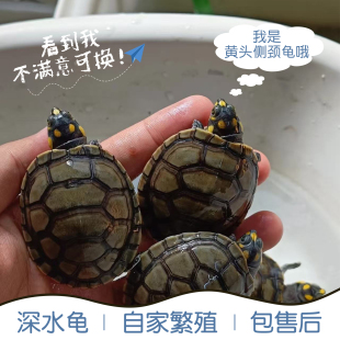 黄头龟侧颈龟忍者神龟深水长颈观赏吃粪乌龟粑粑清理鱼缸热带乌龟