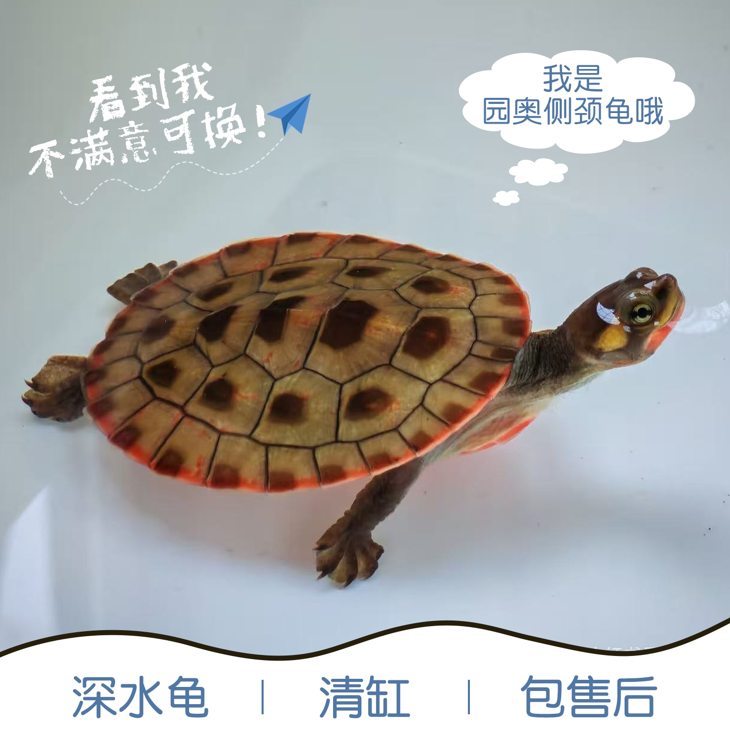 圆澳龟圆澳侧颈龟乌龟活体宠物龟